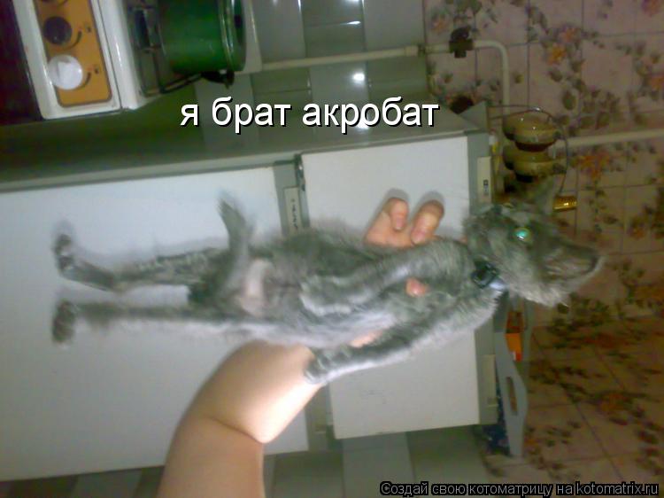 Котоматрица: я брат акробат