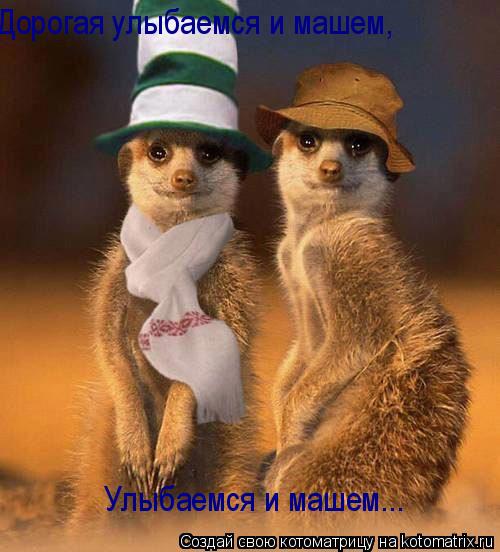 Дорогая улыбаемся и машем, Улыбаемся и машем...... Котоматрица: Дорогая улыбаемся и машем, Улыбаемся и машем...