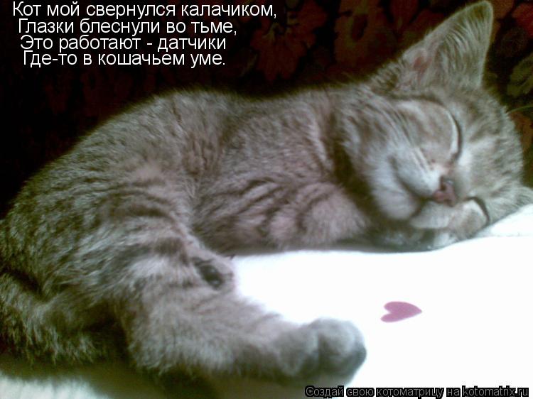 Котоматрица: Кот мой свернулся калачиком, Глазки блеснули во тьме, Это работают - датчики Где-то в кошачьем уме.