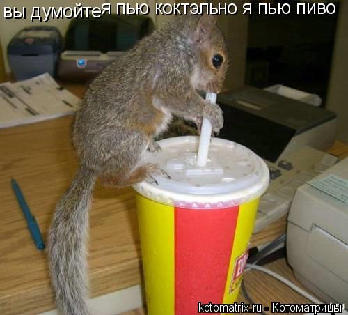 Котоматрица: вы думойте  я пью коктэль  но я пью пиво