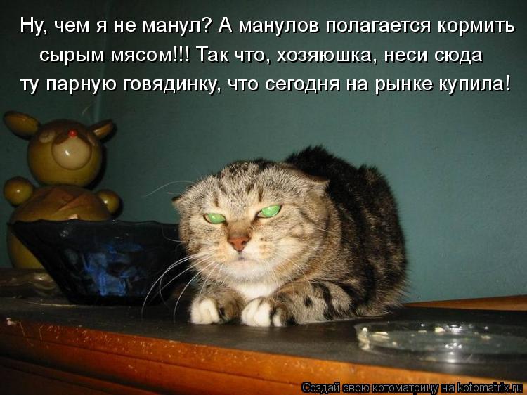Котоматрица: Ну, чем я не манул? А манулов полагается кормить сырым мясом!!! Так что, хозяюшка, неси сюда ту парную говядинку, что сегодня на рынке купила!
