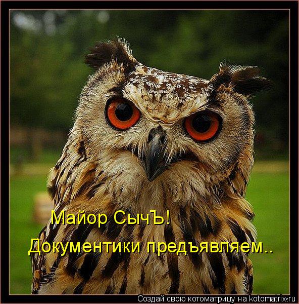 Котоматрица: Майор СычЪ! Документики предъявляем..