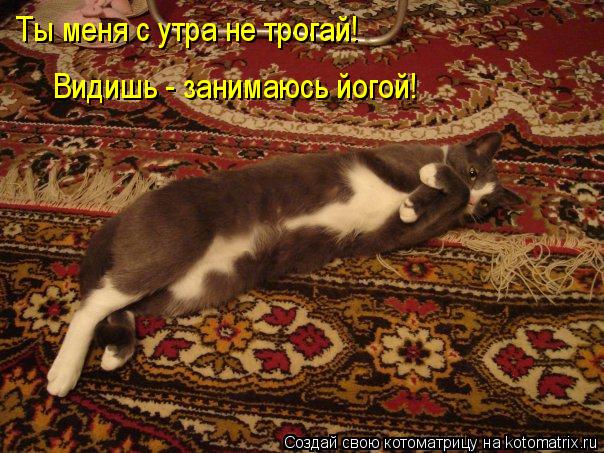 Котоматрица: Ты меня с утра не трогай! Ты меня с утра не трогай! Видишь - занимаюсь йогой! Видишь - занимаюсь йогой!