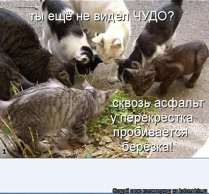 Котоматрица: ты ещё не видел ЧУДО? сквозь асфальт у перекрёстка пробивается берёзка!