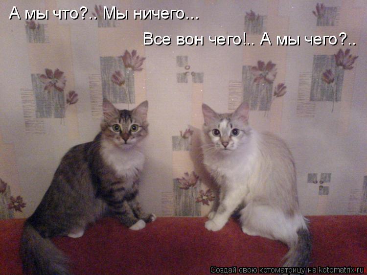 А мы что?.. Мы ничего... Все вон чего!.. А мы чего?..... Котоматрица: А мы что?.. Мы ничего... Все вон чего!.. А мы чего?..