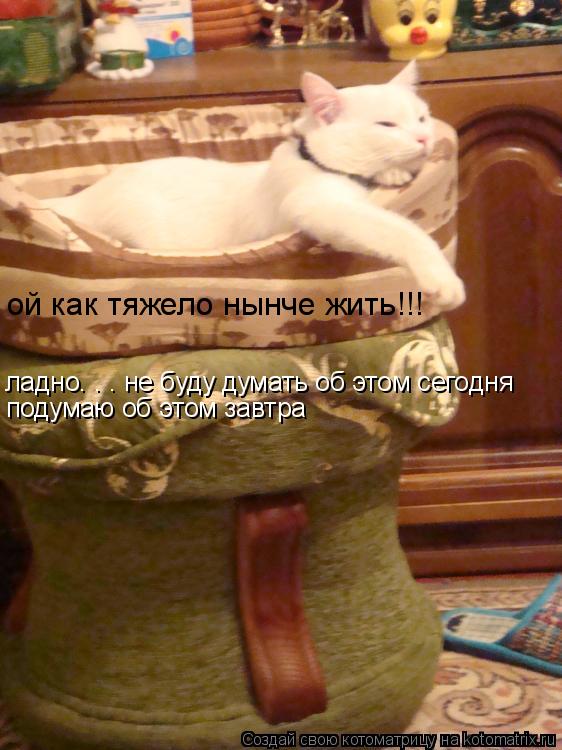 ой как тяжело нынче жить!!! ладно. . . не буду думать об этом сегодня подумаю об этом завтра... Котоматрица: ой как тяжело нынче жить!!! ладно. . . не буду думать об этом сегодня подумаю об этом завтра