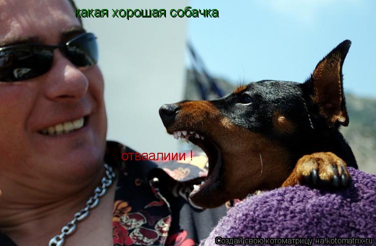 Котоматрица: какая хорошая собачка отваалиии ! отваалиии !