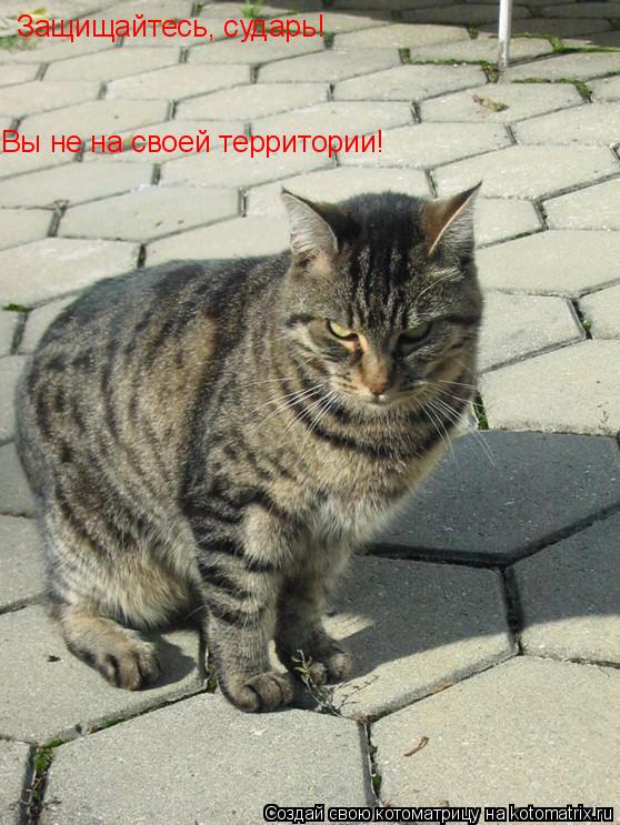 Котоматрица: Защищайтесь, сударь! Вы не на своей территории!