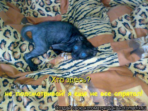 Хто здесь?... Котоматрица: Хто здесь?