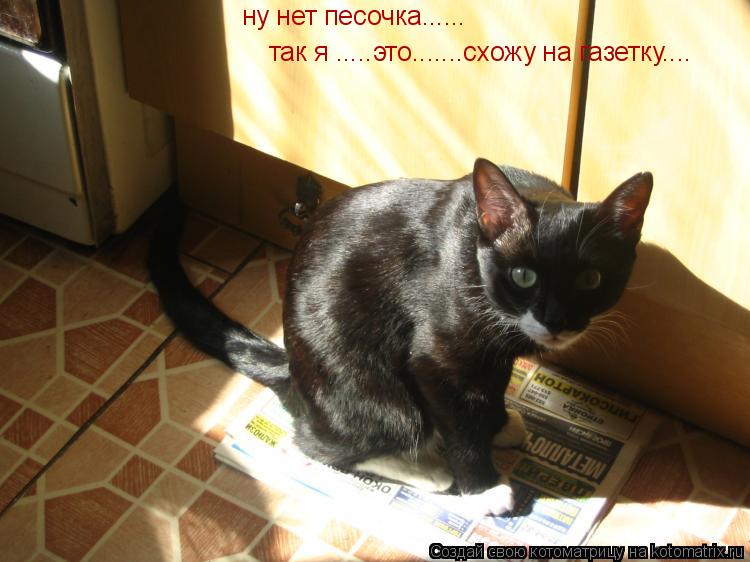 Котоматрица: ну нет песочка...... так я .....это.......схожу на газетку....