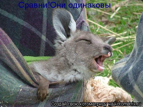 Котоматрица: Сравни!Они одинаковы