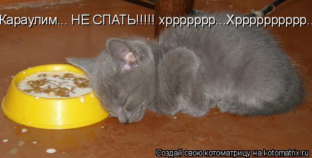 Котоматрица: Караулим... НЕ СПАТЬ!!!!! хррррррр...Хрррррррррр...хРРРРРРРРрр.