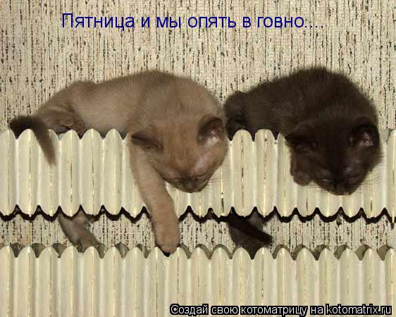 Пятница и мы опять в говно....... Котоматрица: Пятница и мы опять в говно....