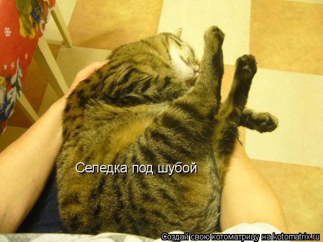 Котоматрица: Селедка под шубой