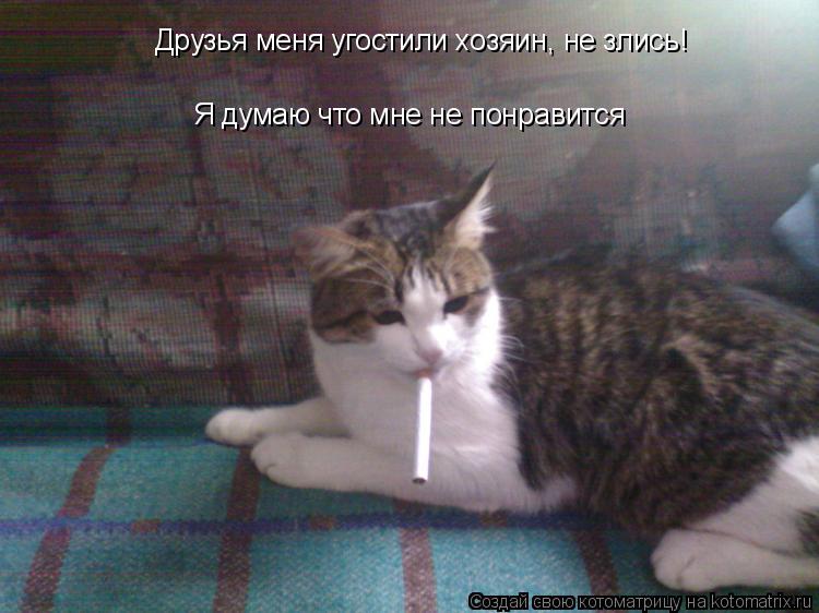 Котоматрица: Друзья меня угостили хозяин, не злись! Я думаю что мне не понравится