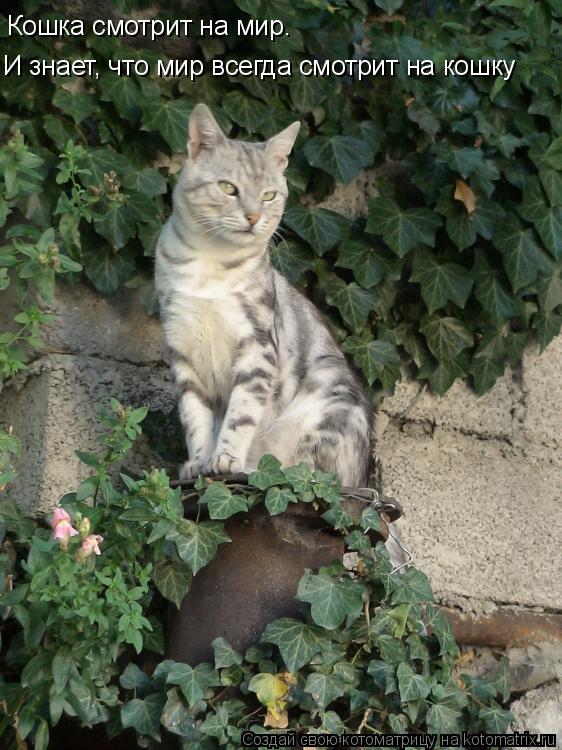 Котоматрица: Кошка смотрит на мир. И знает, что мир всегда смотрит на кошку