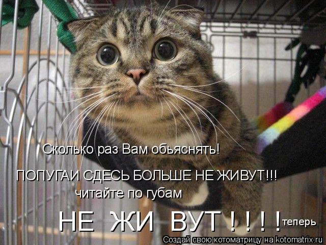 Сколько раз Вам обьяснять! ПОПУГАИ СДЕСЬ БОЛЬШЕ НЕ ЖИВУТ!!! читайте по губам НЕ ЖИ ВУТ ! ! ! ! тепе... Котоматрица: Сколько раз Вам обьяснять! ПОПУГАИ СДЕСЬ БОЛЬШЕ НЕ ЖИВУТ!!! читайте по губам НЕ ЖИ ВУТ ! ! ! ! теперь