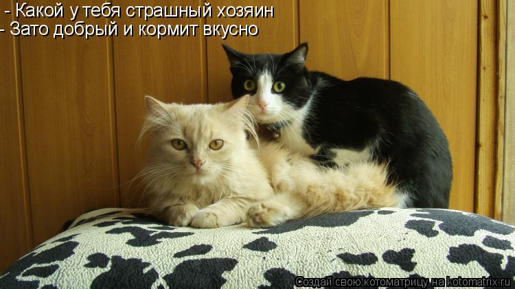 Котоматрица: - Какой у тебя страшный хозяин - Зато добрый и кормит вкусно