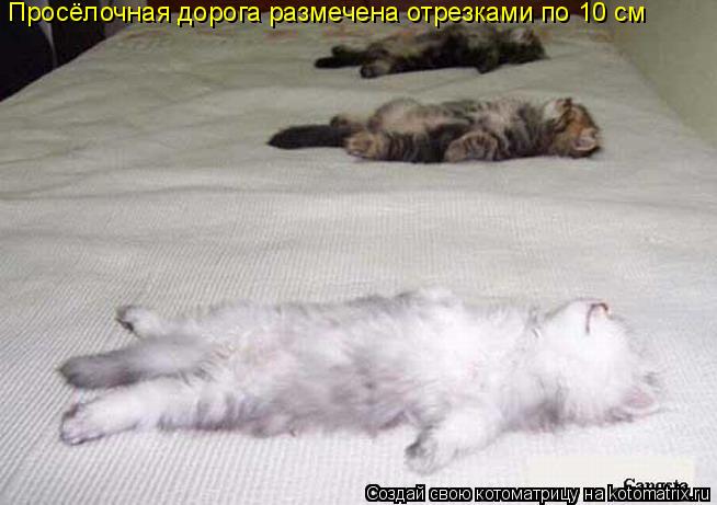 Котоматрица: Просёлочная дорога размечена отрезками по 10 см