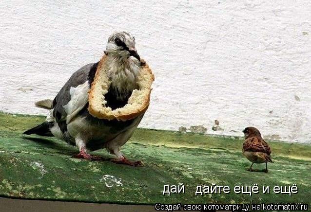Котоматрица: дайте ещё и ещё дай