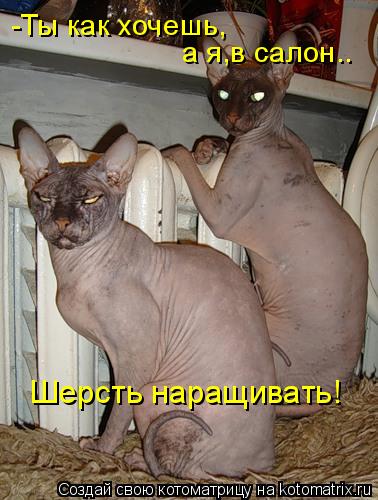 Котоматрица: Шерсть наращивать! а я,в салон.. -Ты как хочешь,