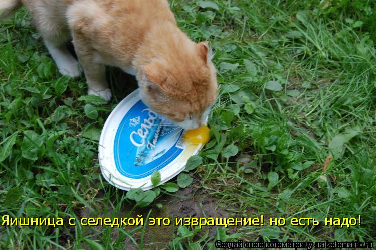 Котоматрица: Яишница с селедкой это извращение! но есть надо!