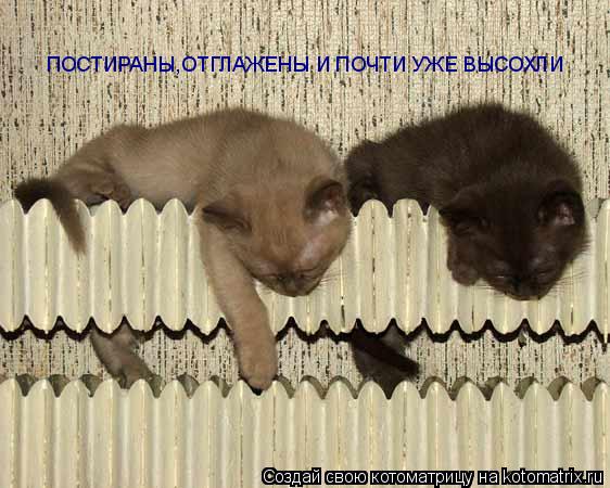 Котоматрица: ПОСТИРАНЫ,ОТГЛАЖЕНЫ И ПОЧТИ УЖЕ ВЫСОХЛИ ПОСТИРАНЫ,ОТГЛАЖЕНЫ И ПОЧТИ УЖЕ ВЫСОХЛИ ПОСТИРАНЫ,ОТГЛАЖЕНЫ И ПОЧТИ УЖЕ ВЫСОХЛИ ПОСТИРАНЫ,ОТГЛАЖЕ