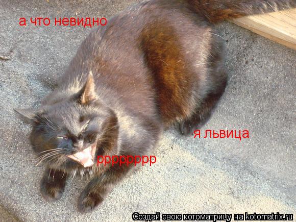 Котоматрица: рррррррр я львица а что невидно