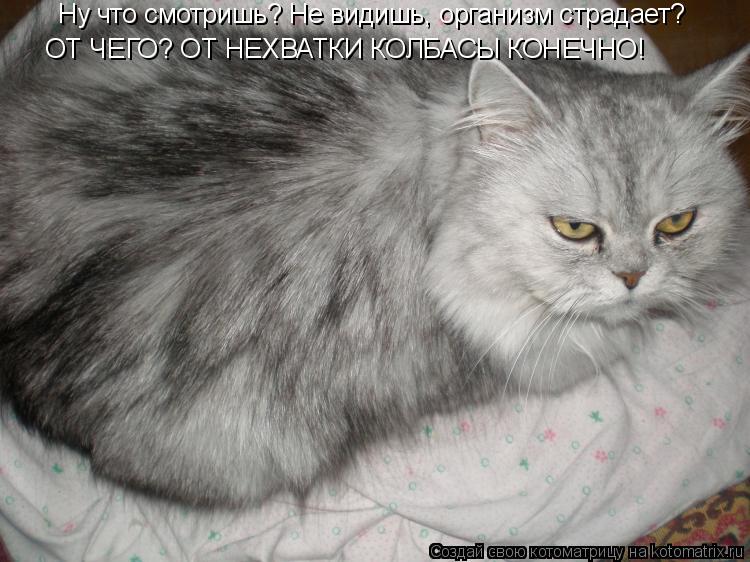 Котоматрица: Ну что смотришь? Не видишь, организм страдает? ОТ ЧЕГО? ОТ НЕХВАТКИ КОЛБАСЫ КОНЕЧНО!