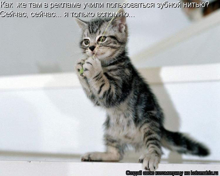 Котоматрица: Как  же там в рекламе учили пользоваться зубной нитью? Сейчас, сейчас... я только вспомню...