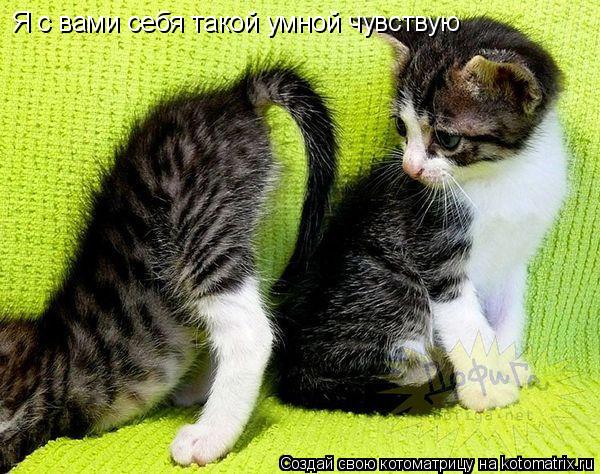 Котоматрица: Я с вами себя такой умной чувствую