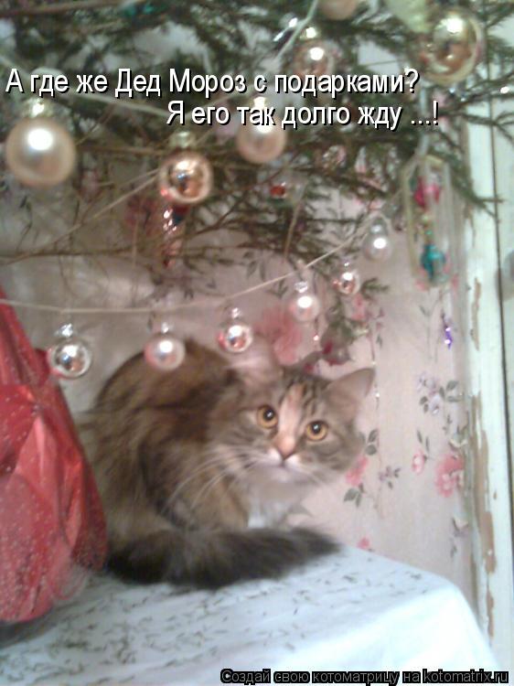 А где же Дед Мороз с подарками? Я его так долго жду ...!... Котоматрица: А где же Дед Мороз с подарками? Я его так долго жду ...!