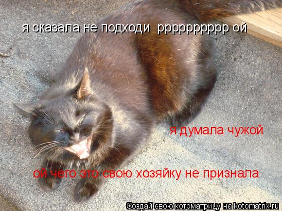 Котоматрица: я сказала не подходи  рррррррррр ой ой чего это свою хозяйку не признала  я думала чужой