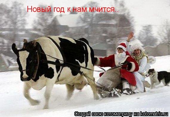 Новый год к нам мчится….... Котоматрица: Новый год к нам мчится….