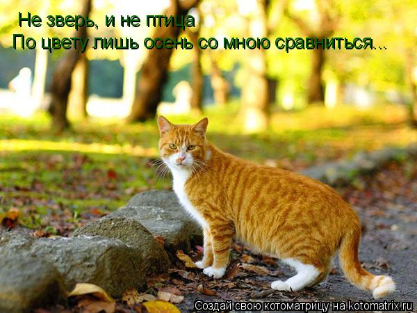 Не зверь, и не птица По цвету лишь осень со мною сравниться...... Котоматрица: Не зверь, и не птица По цвету лишь осень со мною сравниться...