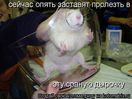 сейчас опять заставят пролезть в эту сраную дырочку эту сраную дырочку... Котоматрица: сейчас опять заставят пролезть в эту сраную дырочку эту сраную дырочку