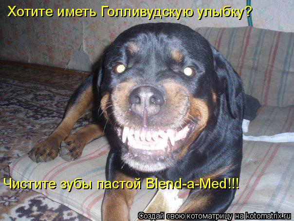 Хотите иметь Голливудскую улыбку? Чистите зубы пастой Blend-a-Med!!!... Котоматрица: Хотите иметь Голливудскую улыбку? Чистите зубы пастой Blend-a-Med!!!