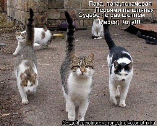 Пака, пака,покачевая Перьями на шляпах Судьбе не раз шепнём Мерси, Коту!!!... Котоматрица: Пака, пака,покачевая Перьями на шляпах Судьбе не раз шепнём Мерси, Коту!!!