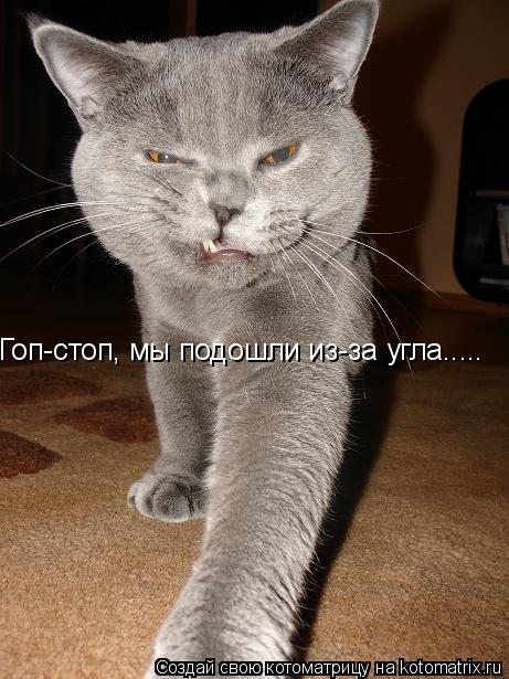 Котоматрица: Гоп-стоп, мы подошли из-за угла.....