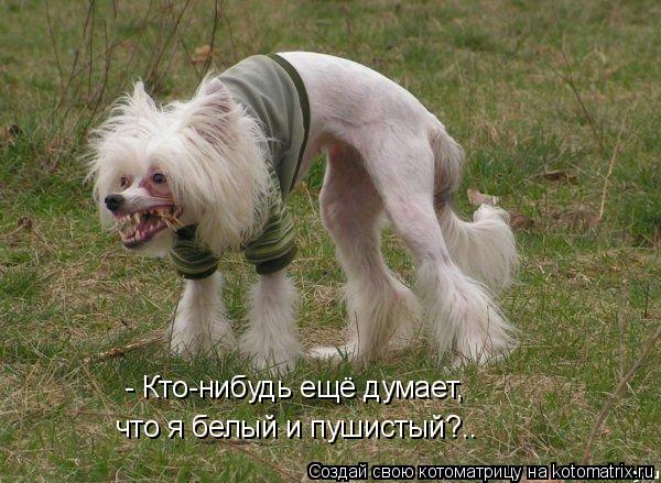 - Кто-нибудь ещё думает, что я белый и пушистый?..... Котоматрица: - Кто-нибудь ещё думает, что я белый и пушистый?..