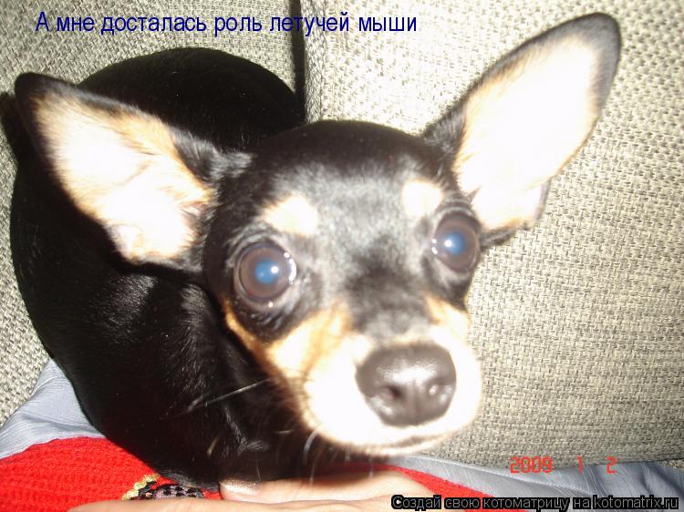 А мне досталась роль летучей мыши... Котоматрица: А мне досталась роль летучей мыши