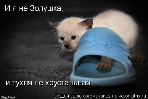 И я не Золушка, и тухля не хрустальная....... Котоматрица: И я не Золушка, и тухля не хрустальная....