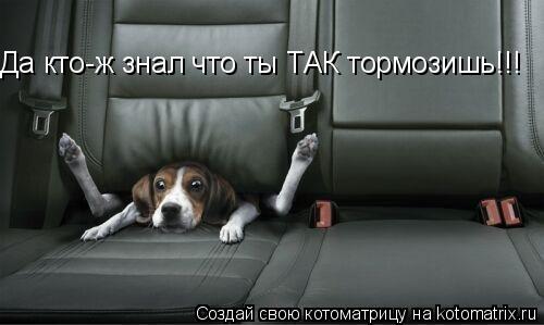 Да кто-ж знал что ты ТАК тормозишь!!!... Котоматрица: Да кто-ж знал что ты ТАК тормозишь!!!