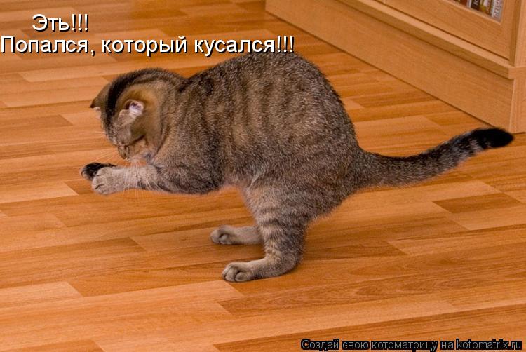 Эть!!! Попался, который кусался!!!... Котоматрица: Эть!!! Попался, который кусался!!!