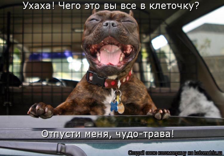 Котоматрица: Ухаха! Чего это вы все в клеточку? Отпусти меня, чудо-трава!