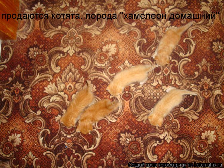 продаются котята. порода "хамелеон домашний"... Котоматрица: продаются котята. порода "хамелеон домашний"