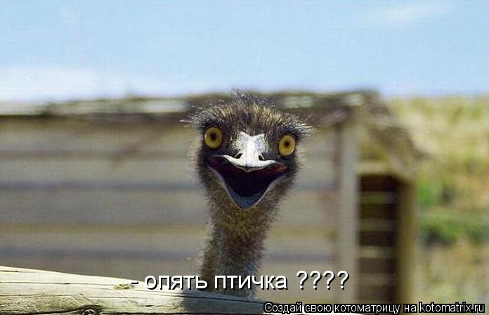 - опять птичка ????... Котоматрица: - опять птичка ????