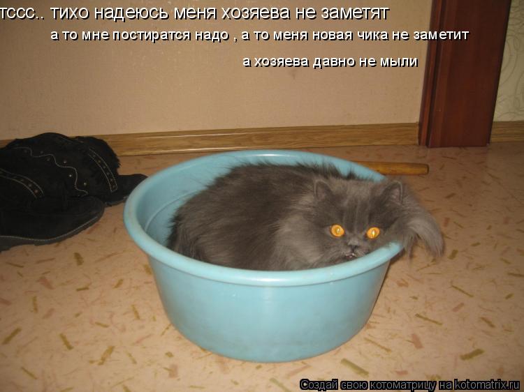 тссс.. тихо надеюсь меня хозяева не заметят а то мне постиратся надо , а то меня новая чика не замет... Котоматрица: тссс.. тихо надеюсь меня хозяева не заметят а то мне постиратся надо , а то меня новая чика не заметит а хозяева давно не мыли