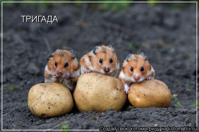 ТРИГАДА... Котоматрица: ТРИГАДА