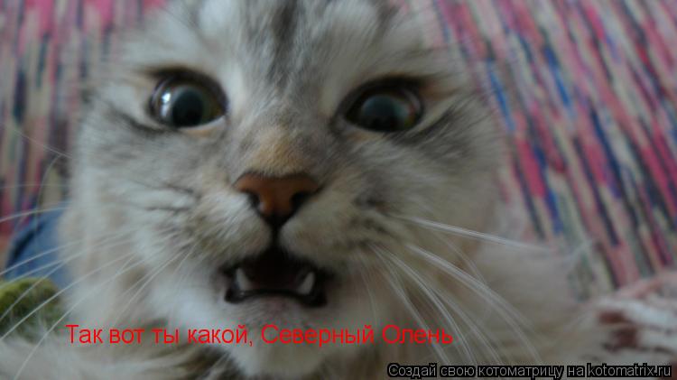 Котоматрица: Так вот ты какой, Северный Олень